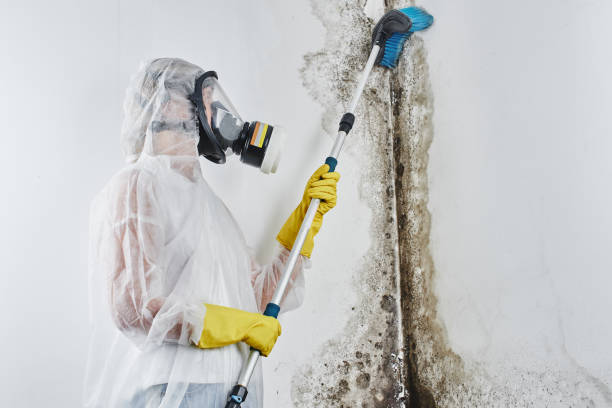 Best Crawl Space Mold Removal  in Jackson, MN