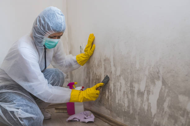 Best Fast Mold Removal  in Jackson, MN