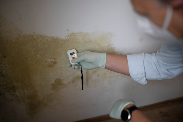 Best Residential Mold Removal  in Jackson, MN