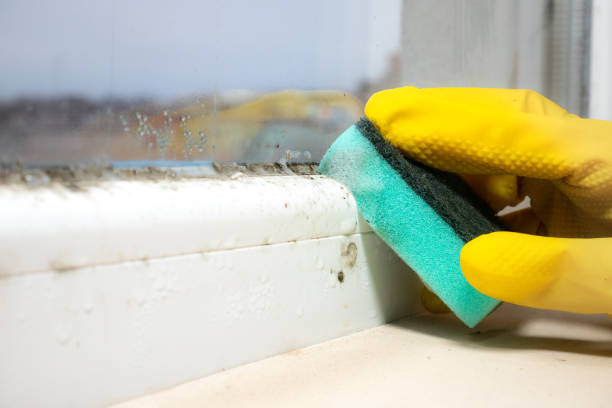 Best Toxic Mold Removal  in Jackson, MN