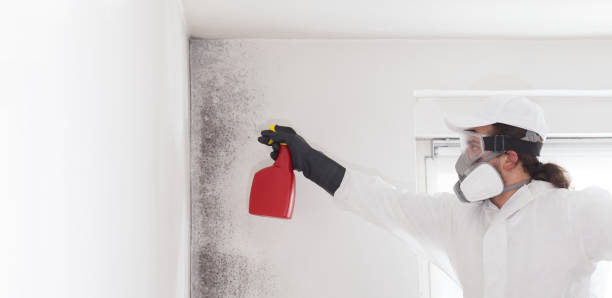 Mold Removal Process in Jackson, MN