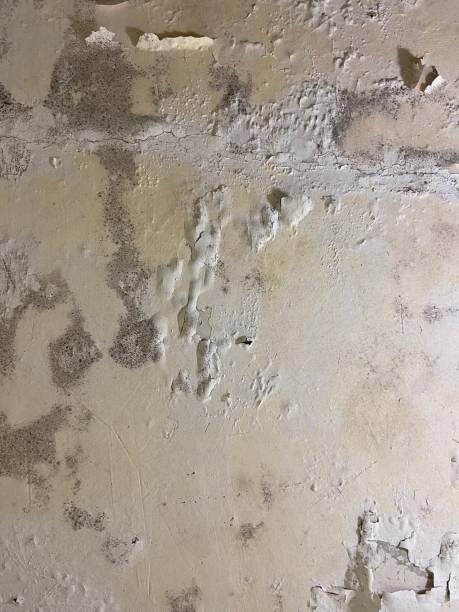 Best Mold Testing  in Jackson, MN