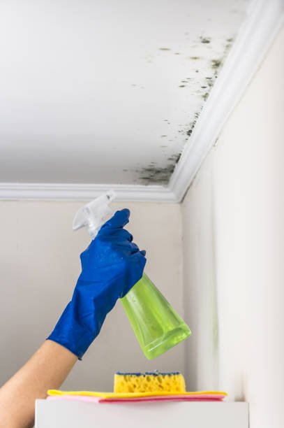 Best Mold Damage Repair  in Jackson, MN